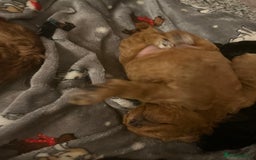 Jackapoo dogs for sale: Adorable (85% Toy Poodle) Jackapoo pups  - Image 11