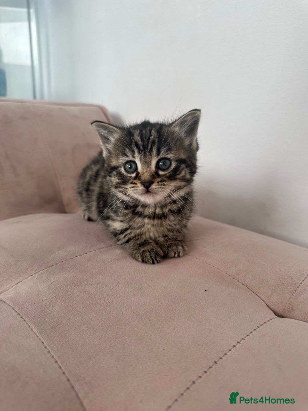 Mixed Breed cats for sale: Kittens for sale  - Image 3