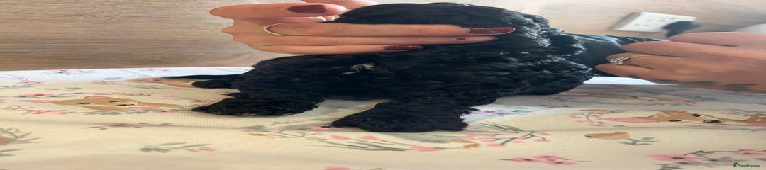 Miniature Poodle Puppy 2 girl with white  chest 