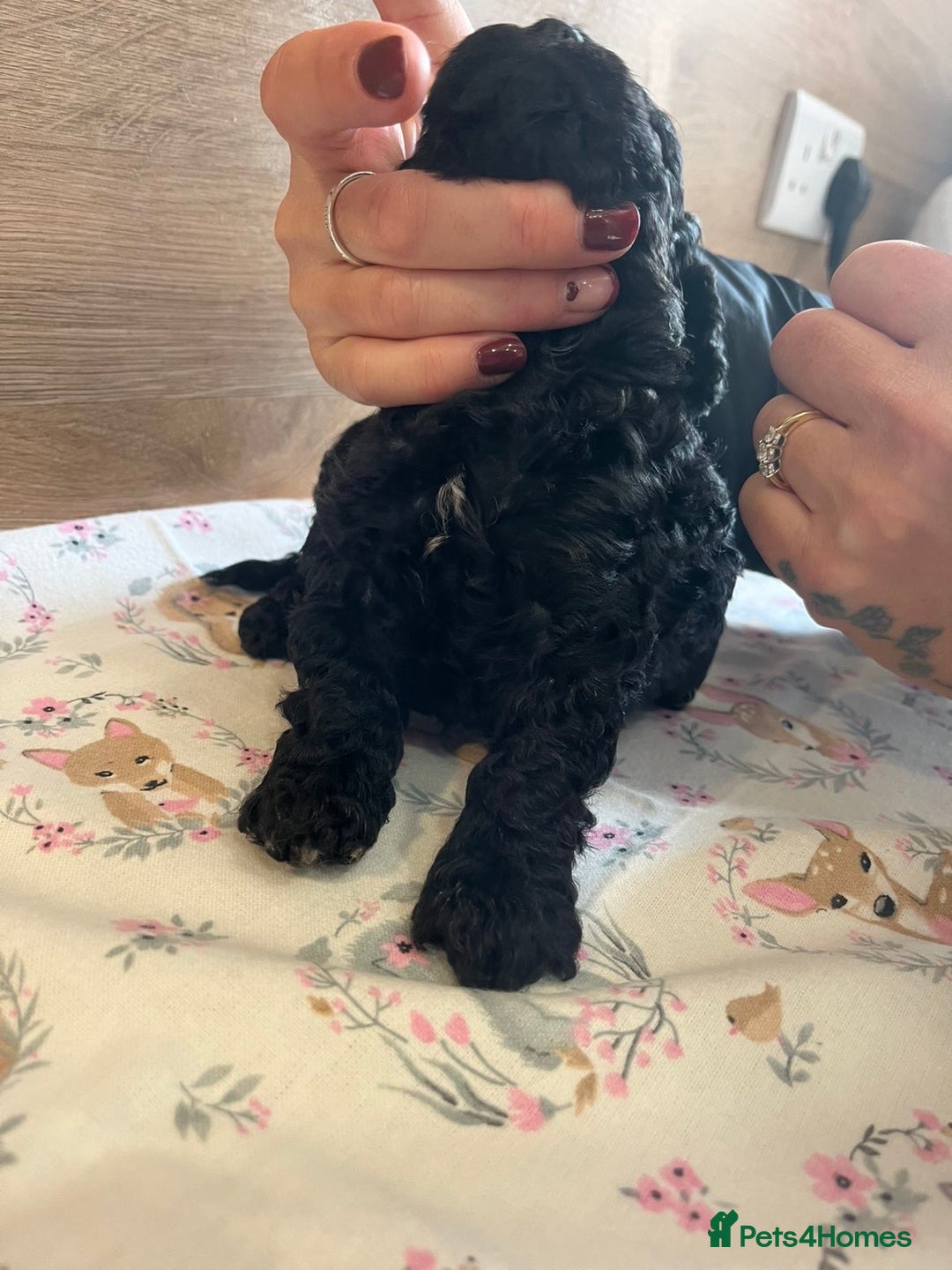Miniature Poodle dogs for sale: I have 3 black beautiful miniature poodles - Advert 7