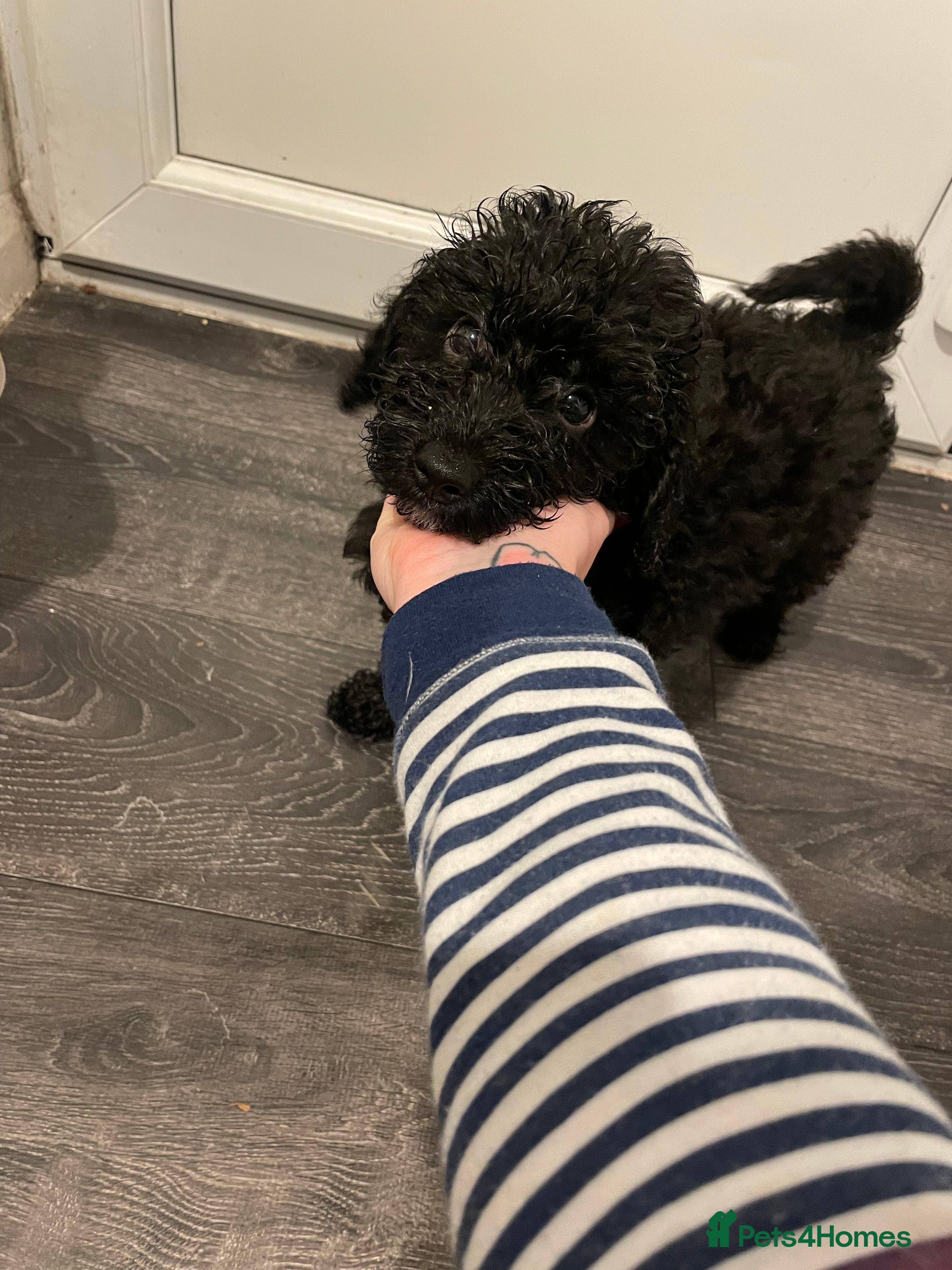 Mixed Breed dogs Mixed breed cocopoo/jackapoo - Advert 1