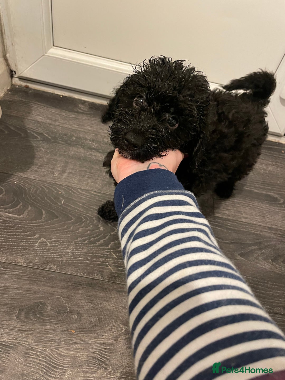 Mixed Breed dogs for sale: Mixed breed cocopoo/jackapoo - Advert 1