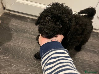 Mixed Breed dogs Mixed breed cocopoo/jackapoo - Advert 1