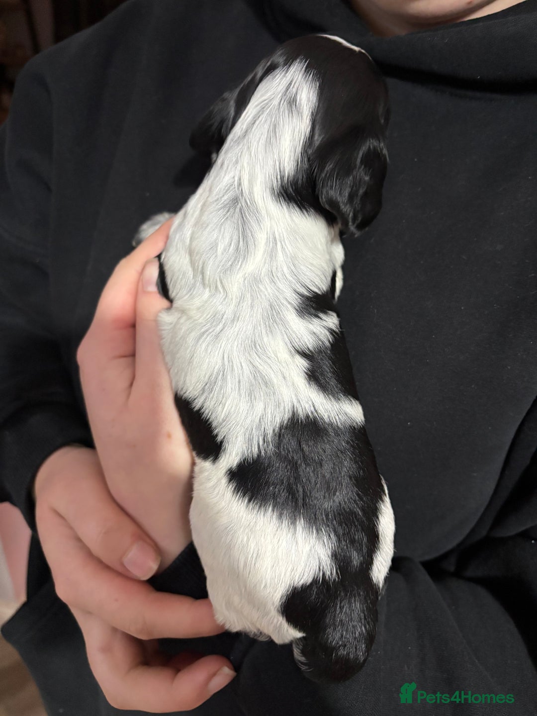 Cocker Spaniel dogs for sale: Show cocker spaniel puppies - Advert 4