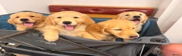Golden Retriever dogs for sale: Perfect Golden Retriever Boy Left✨🐾 in Catterick Garrison - Advert 11