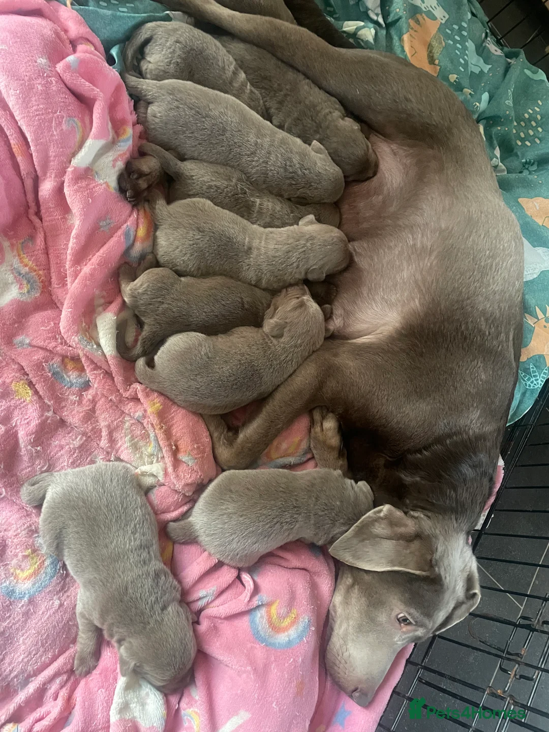 Labrador Retriever dogs for sale: Silver labradors  - Advert 2