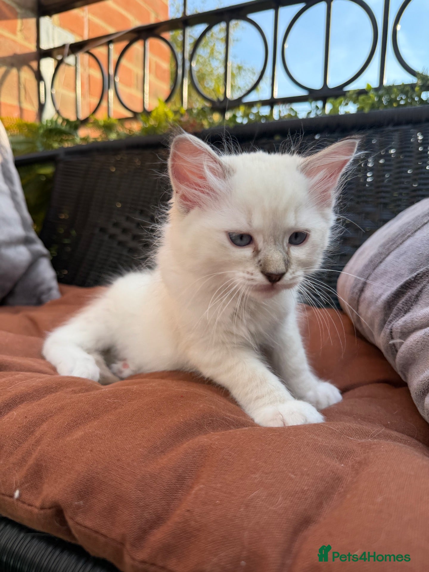 Ragdoll cats Just one Ragdoll left CARLOS  - Advert 2