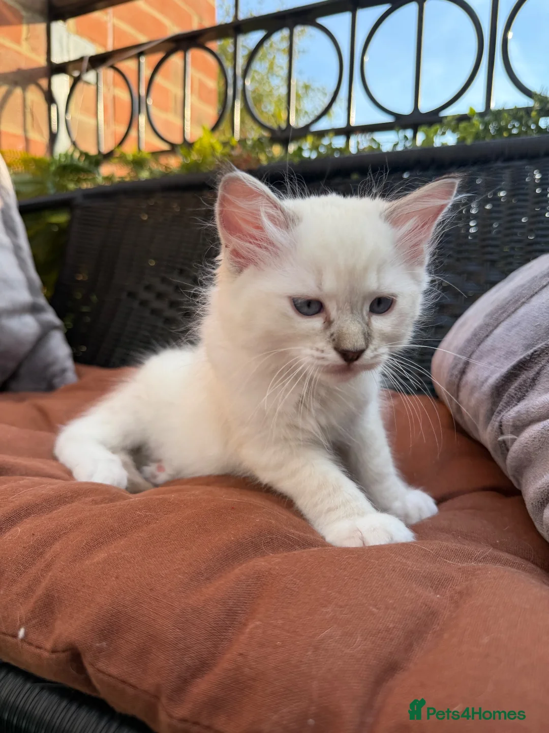 Ragdoll cats for sale: Just one Ragdoll left CARLOS  - Advert 2