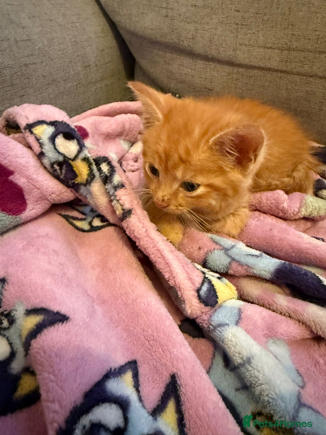 Bengal cats for sale: Full Bengal Kitten and ginger kitten for sale - Image 4