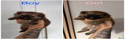 Pomeranian dogs for sale: pure pom puppies looking for their forever home - Advert 10