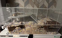 Gerbil rodents for sale: 2 female gerbils - Image 5