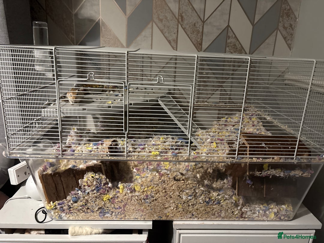 Gerbil rodents for sale: 2 female gerbils - Image 5