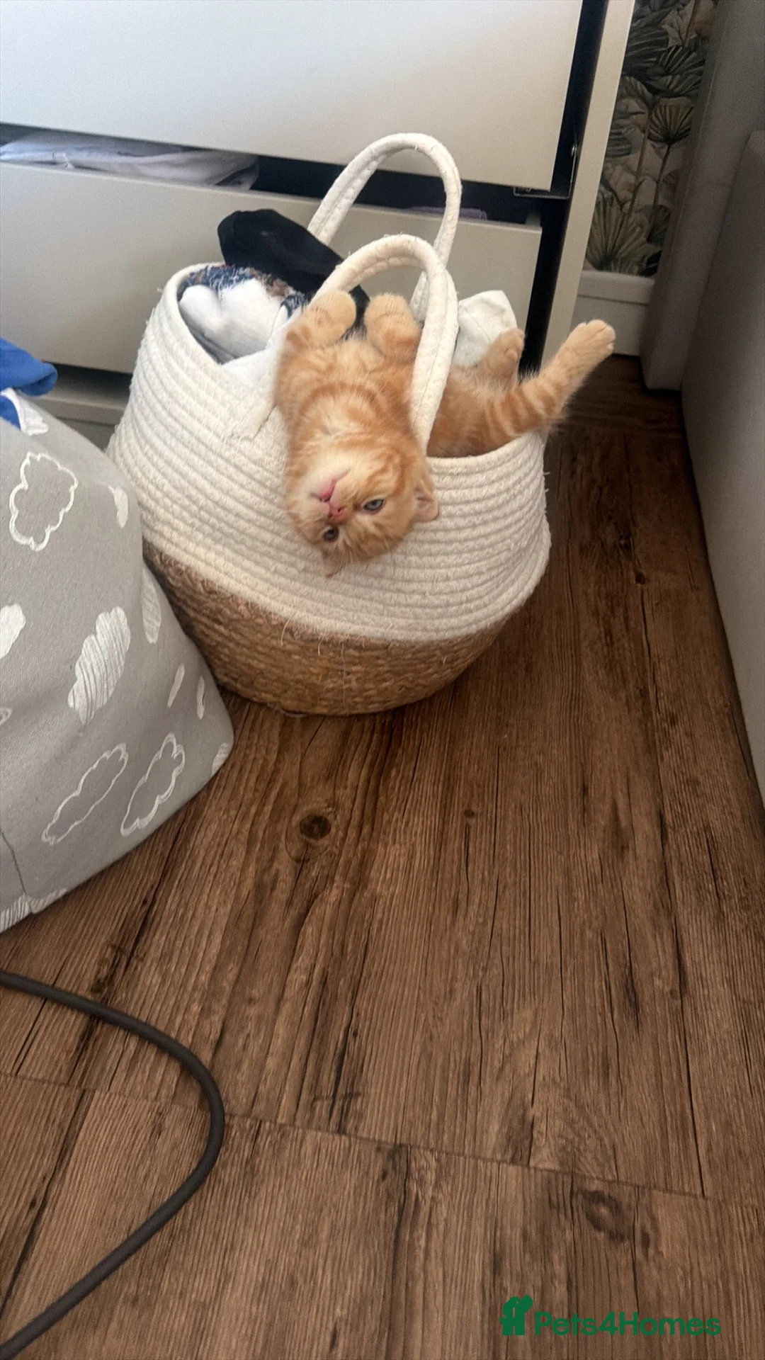 Scottish Fold cats for sale: Miss Scottish straight Ginger  - Advert 2