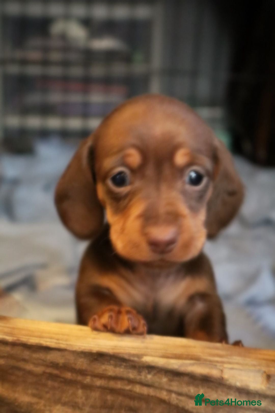 Miniature Dachshund dogs for stud: ⭐️ TRIGGER⭐️ smooth hair Isabella & Tan STUD in Mexborough - Advert 18