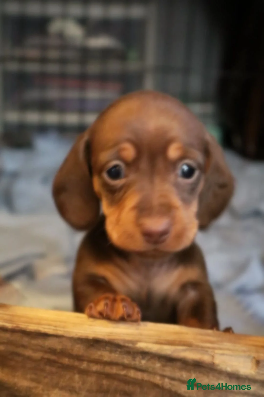 Miniature Dachshund dogs for stud: ⭐️ TRIGGER⭐️ smooth hair Isabella & Tan STUD in Mexborough - Advert 18