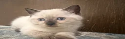 Scottish Fold cats for sale: ✨ Beautiful Scottish Straight Kitten  ✨ - Advert 9