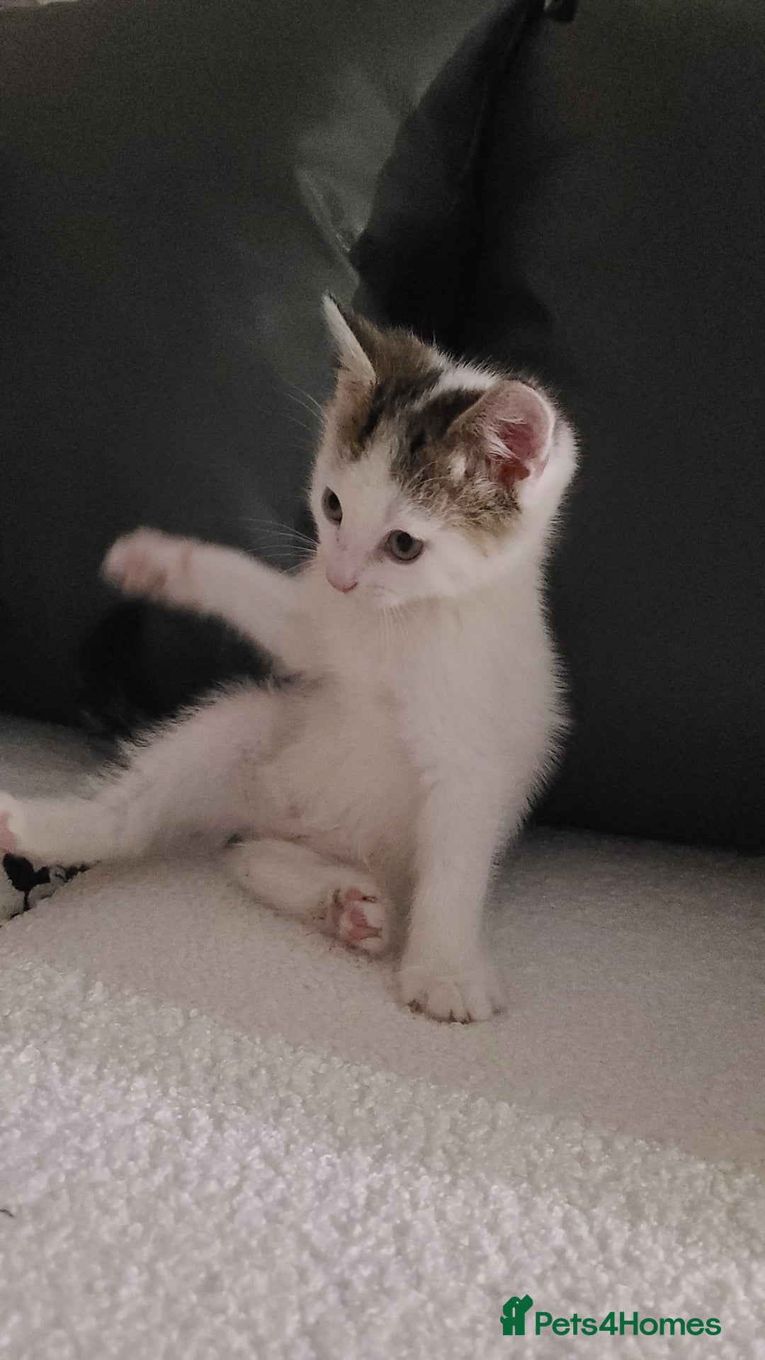 Mixed Breed cats for sale: 4 beautiful kittens  - Advert 9