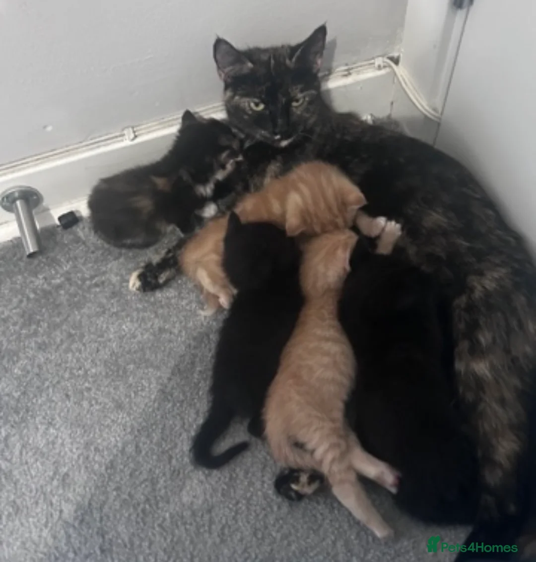 Mixed Breed cats for sale: Mixed breed kittens ginger and black  - Advert 2