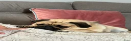 Pug dogs for sale: Fawn pug  - Advert 3