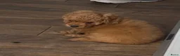 Toy Poodle dogs for sale: Beautiful toy poodle 💙 ready for forever homes 💙 - Advert 12