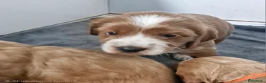 Cockapoo 2