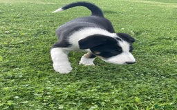 Border Collie dogs for sale: Outstanding Male Border Collie Pup - Image 7