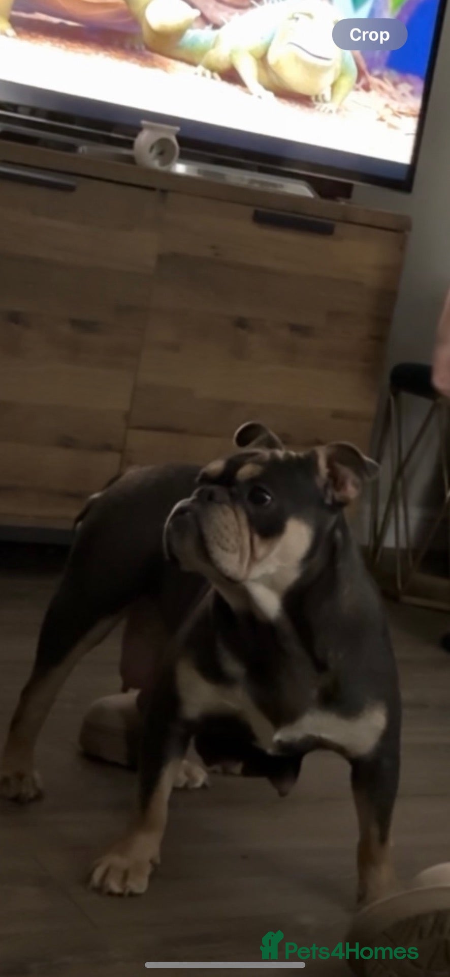Olde English Bulldogge dogs Old English bulldog female for sale - Advert 15