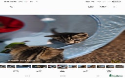 Bengal cats for sale: Bengala - Image 10