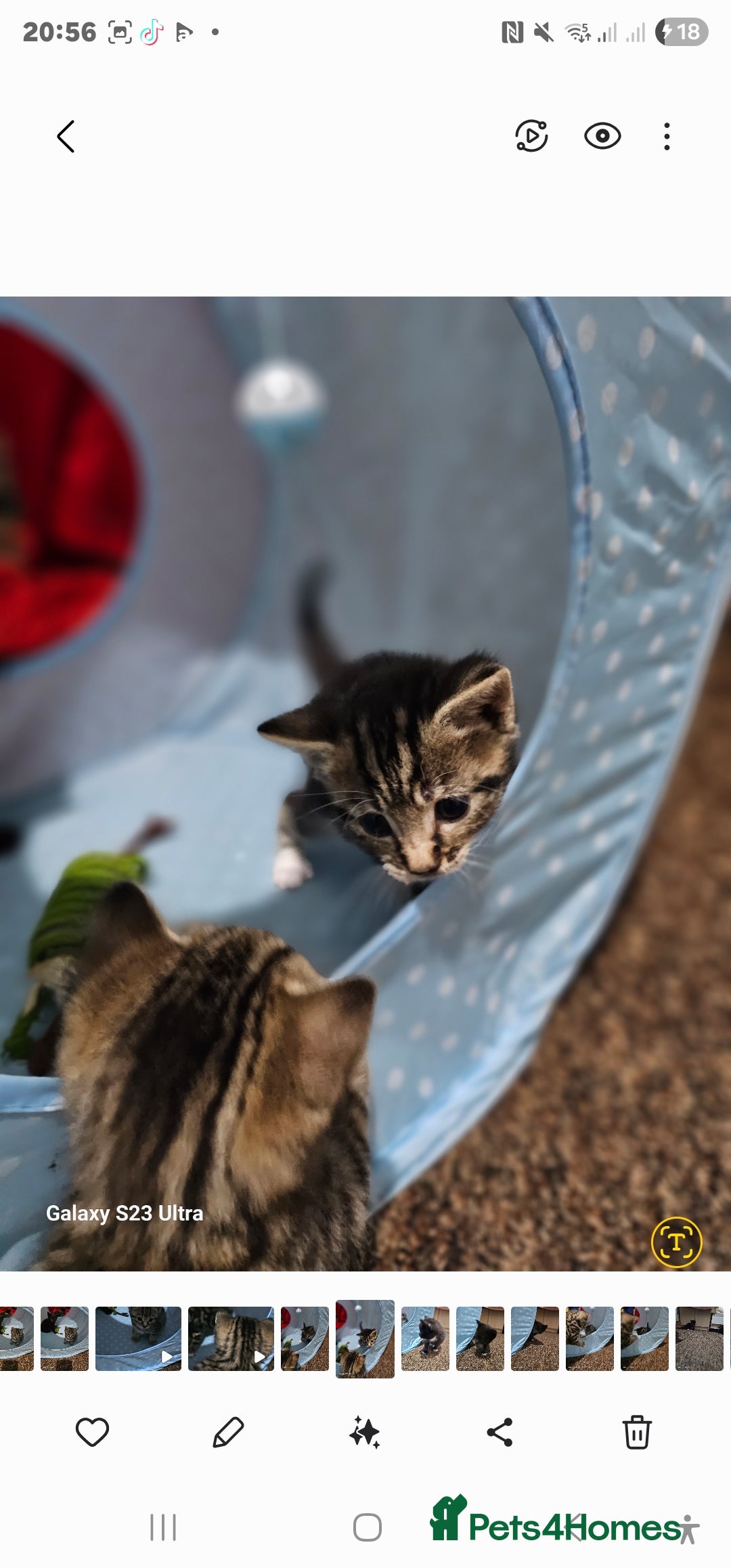 Bengal cats for sale: Bengala - Image 10