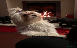 Maltese dogs for sale: Purebred Maltese Puppies for Sale - Image 9