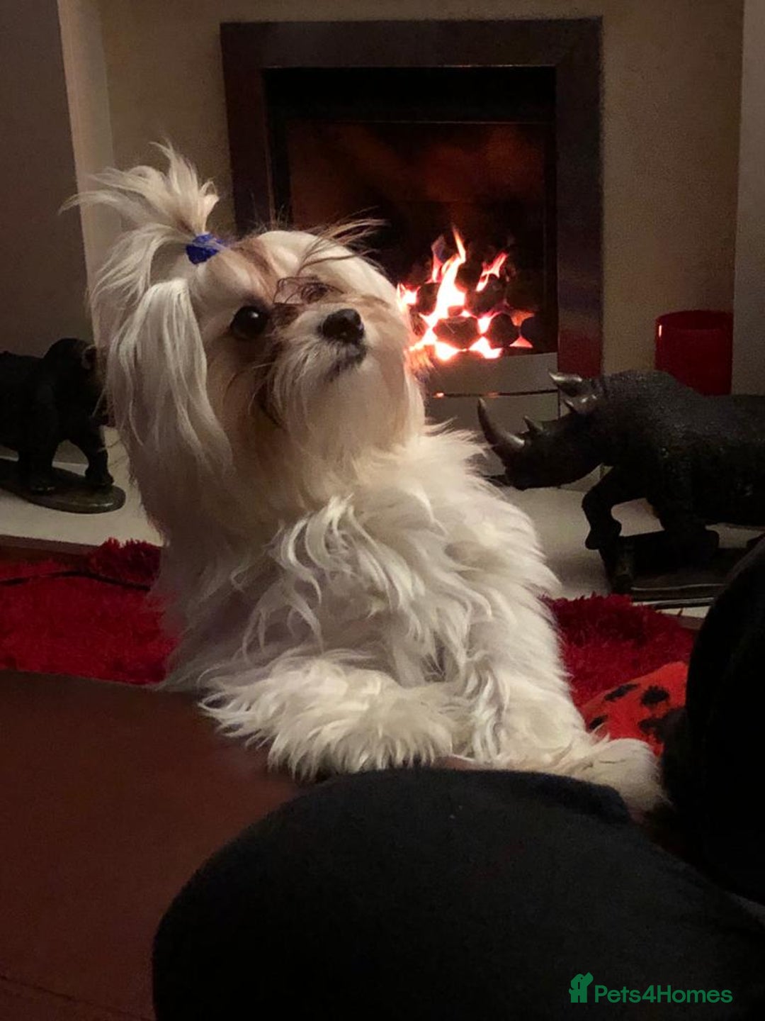 Maltese dogs for sale: Purebred Maltese Puppies for Sale - Image 9