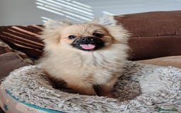 Pomeranian dogs for sale: Pom puppys with Kc reg , pedigree for sale - Image 24