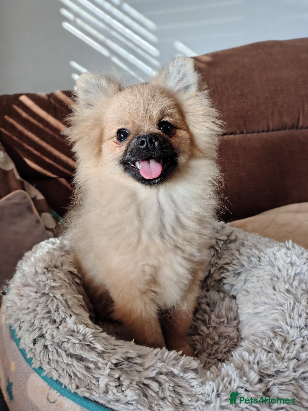 Pomeranian dogs for sale: Pom puppys with Kc reg , pedigree for sale - Image 24