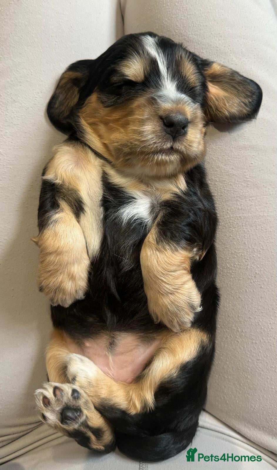 Cocker Spaniel dogs Health Tested Kc Show Type Cocker Spaniel Puppies - Advert 2