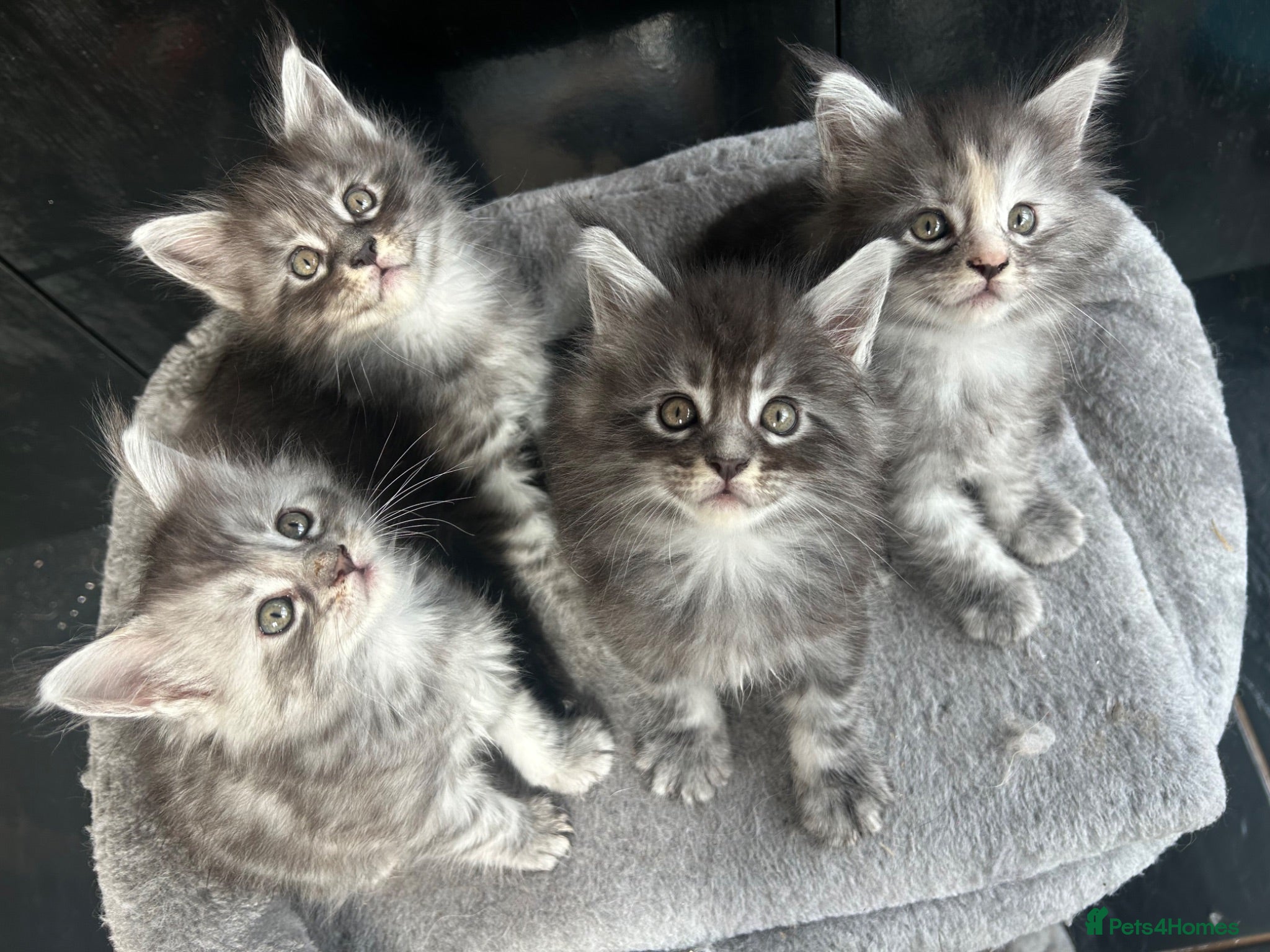 Maine Coon cats 4 Maine Coon Kittens left due to time wasters  - Advert 2