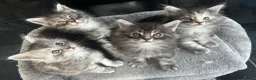 Maine Coon cats for sale: 4 Maine Coon Kittens left due to time wasters  - Advert 1