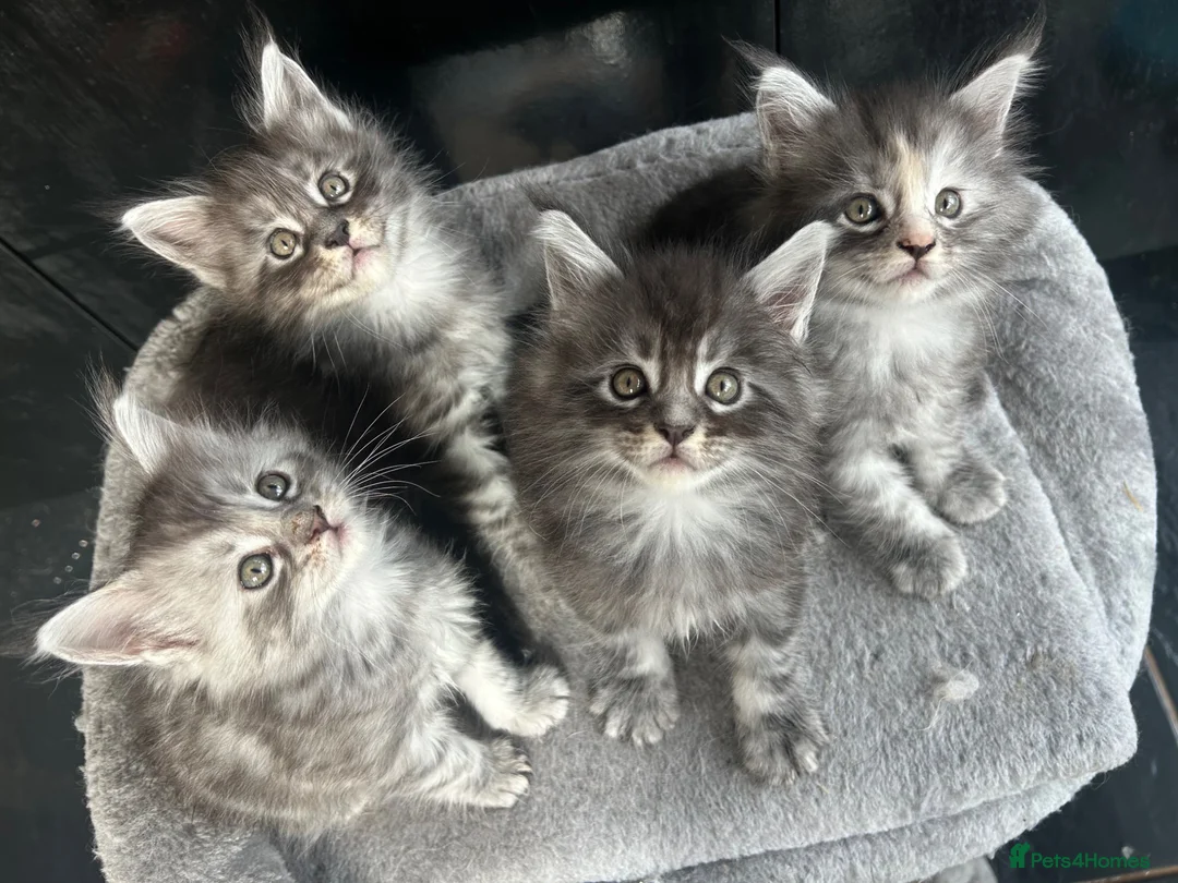 Maine Coon cats for sale: 4 Maine Coon Kittens left due to time wasters  - Advert 1