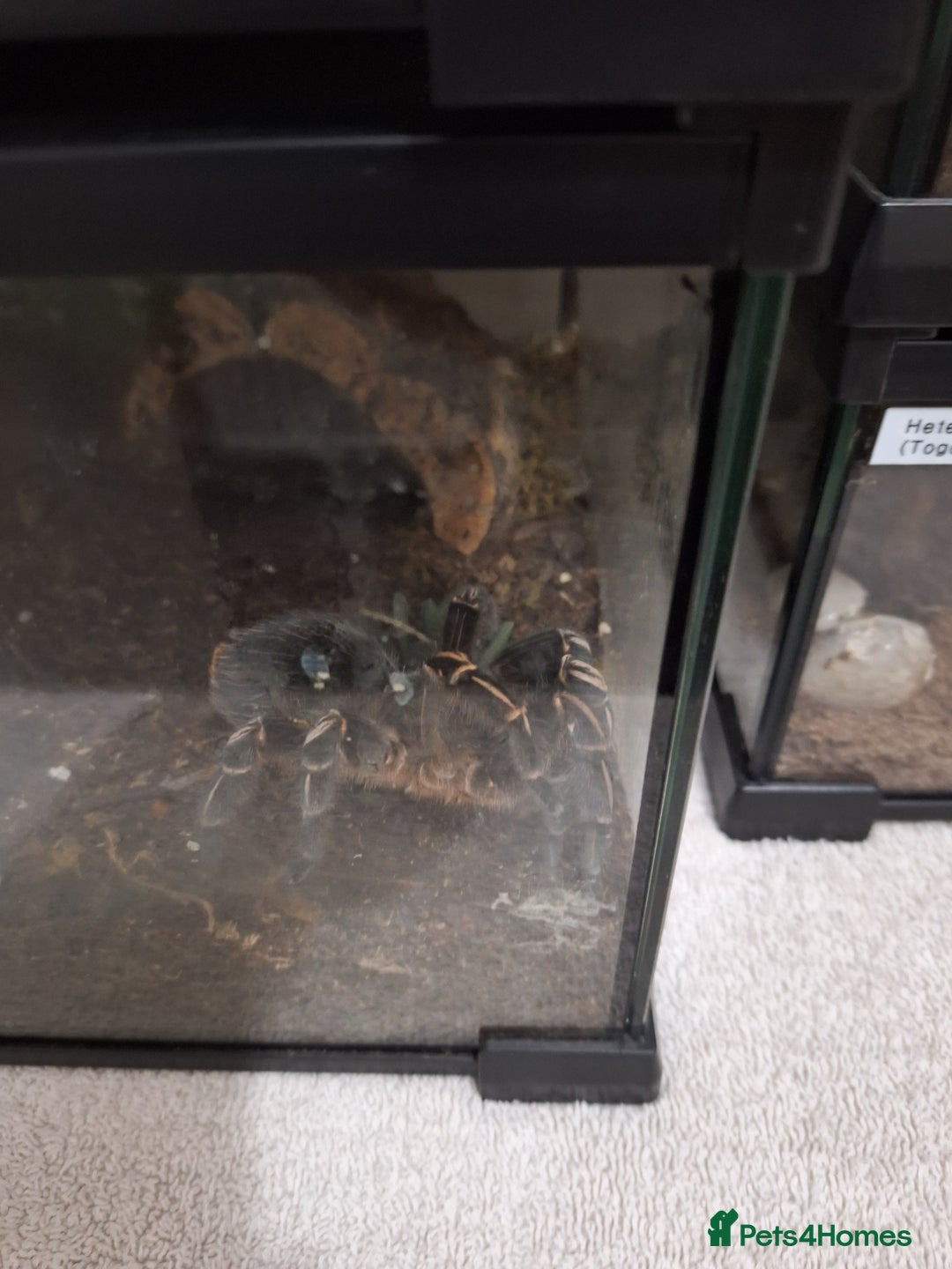 Tarantulas invertebrates for sale: Various tarantulas for sale - Advert 3