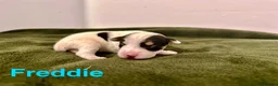 Jack Russell dogs for sale: ❤️Beautiful Traditional Jack Russell puppies❤️  - Advert 4