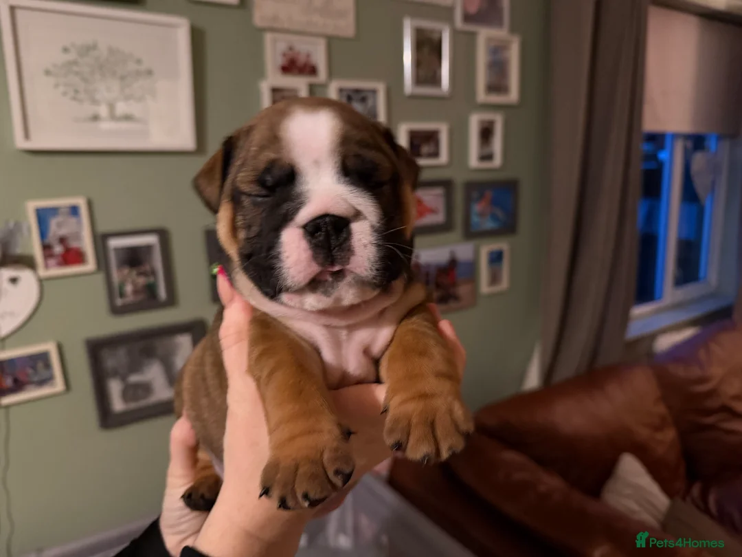 English Bulldog dogs for sale: 🌸💙 top blood line English bulldogs 🌸💙❤️ - Advert 35