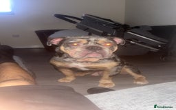 Olde English Bulldogge dogs for sale: Dog looking for a new home - Image 4