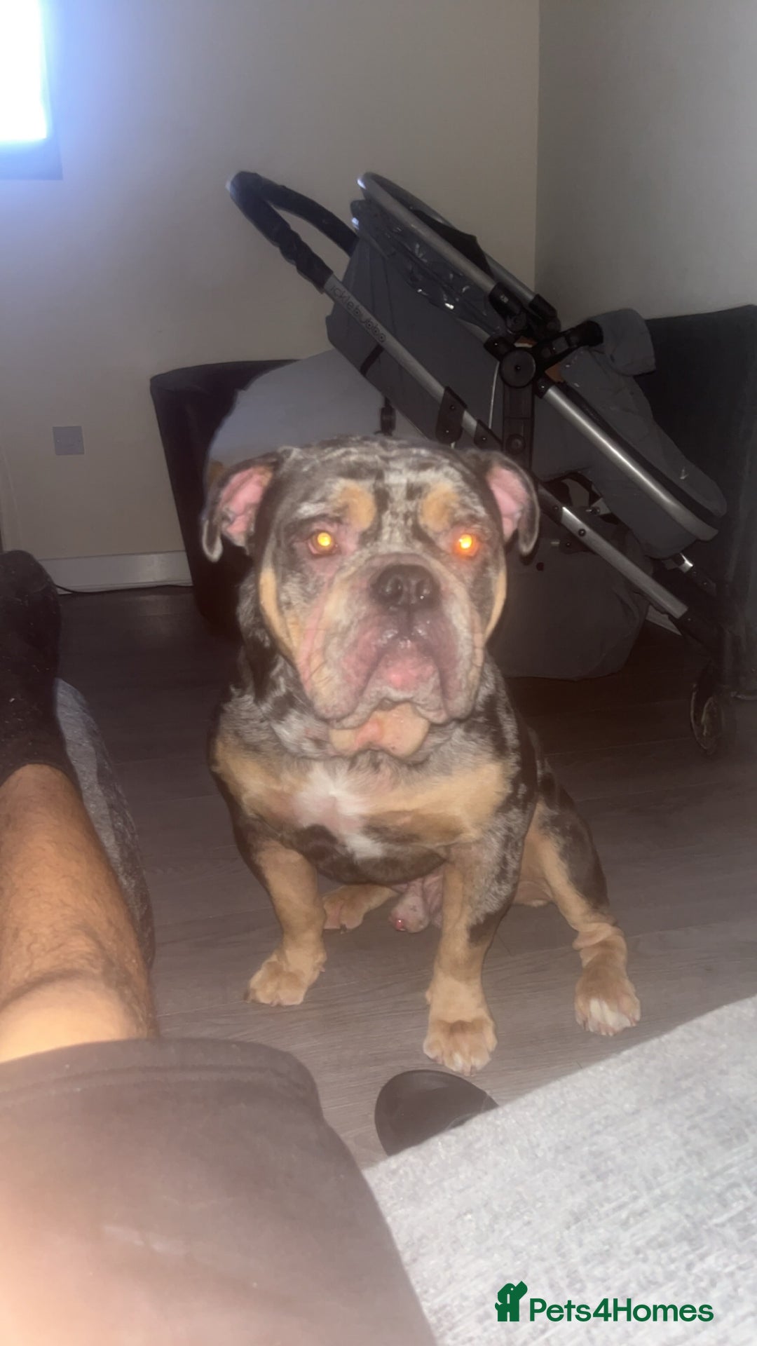 Olde English Bulldogge dogs for sale: Dog looking for a new home - Image 4