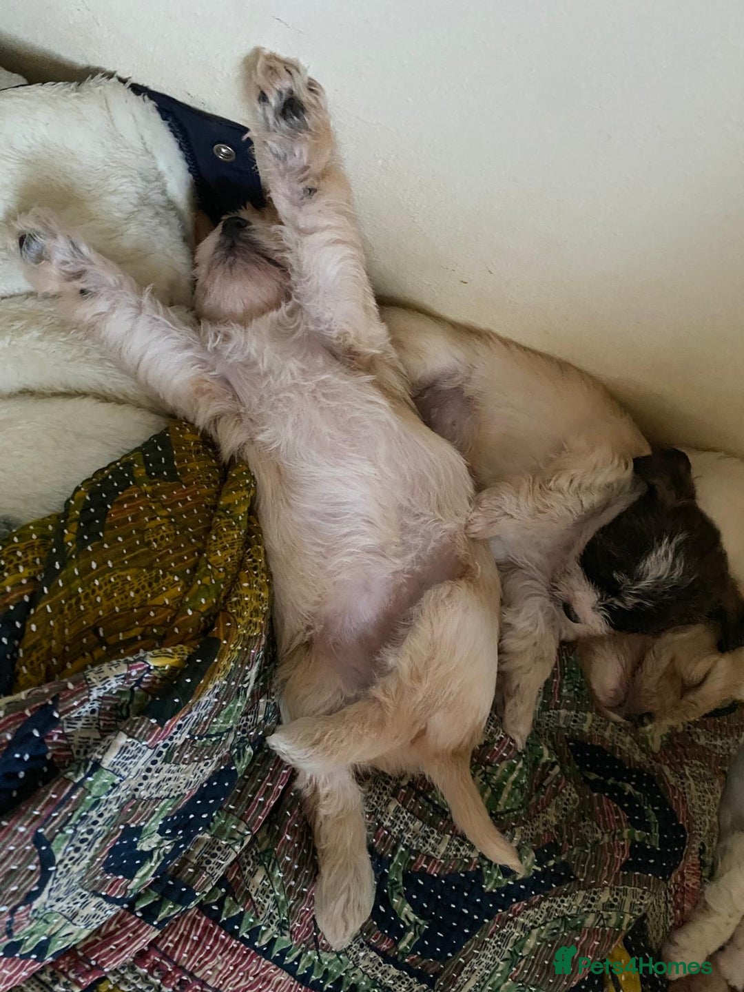 Mixed Breed dogs for sale: 2nd generation Yorkichons - Image 9