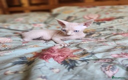 Sphynx cats for sale: Sphynx male - Image 4