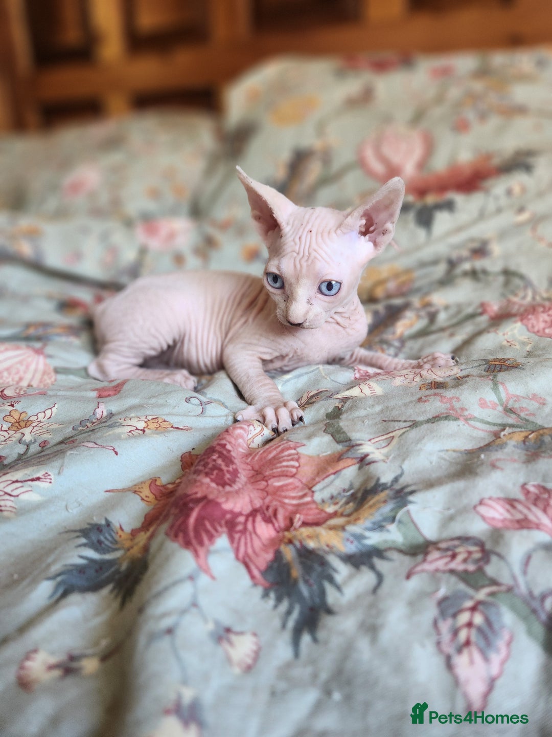 Sphynx cats for sale: Sphynx male - Image 4