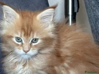 Maine Coon cats Registered Maine Coon whit passport for sale - Advert 5