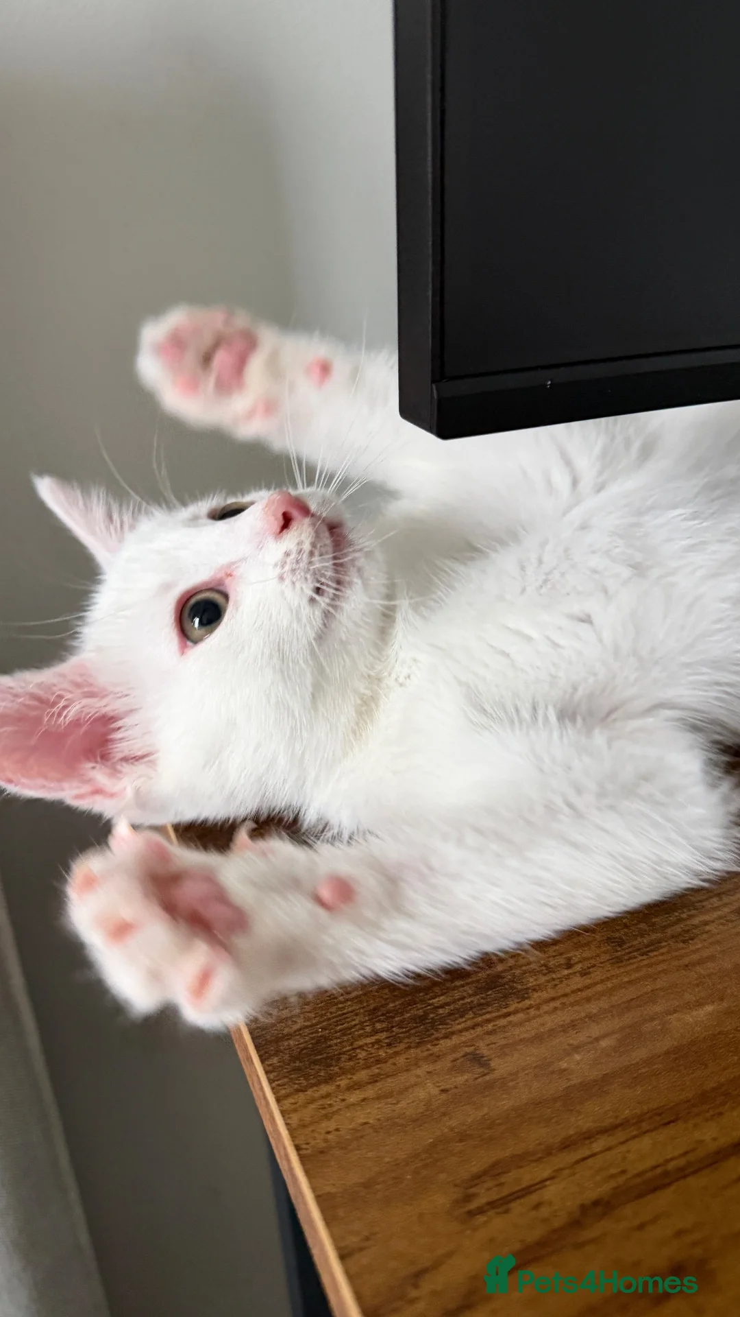 Ragdoll cats for sale: 3 Month ADORABLE 1/4 Ragdoll White Cat MALE - Advert 2