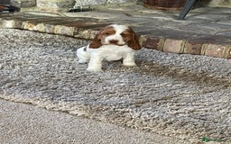 Cocker Spaniel dogs for sale: Beautiful Cocker Spaniel Puppies For Sale  - Image 14