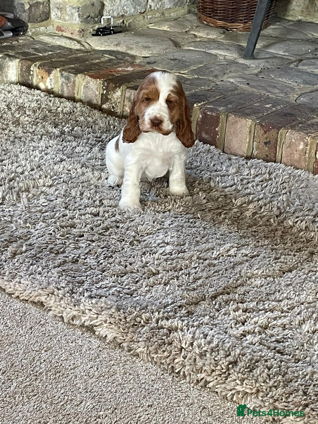 Cocker Spaniel dogs for sale: Beautiful Cocker Spaniel Puppies For Sale  - Image 14