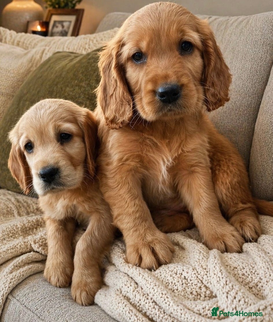 Cocker Spaniel dogs 🦋🦋 Rosie’s Baby’s 🦋🦋 - Advert 2